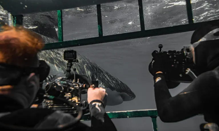 Čini se da se najveći predator vratio u Mediteran. Kupači neće biti sretni